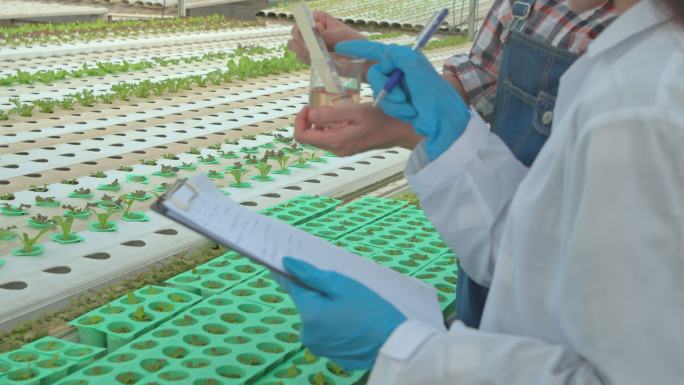亚洲女植物学家检查莴苣