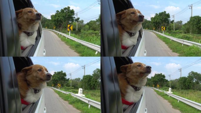 公路旅行中车窗上的狗