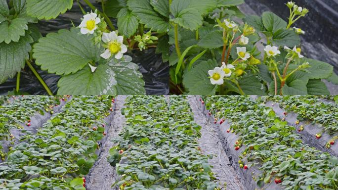 草莓种植基地实拍素材