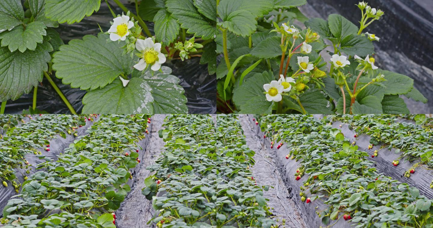 草莓种植基地实拍素材
