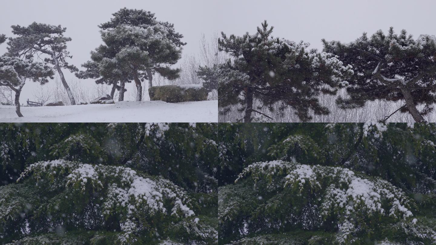雪中的松树