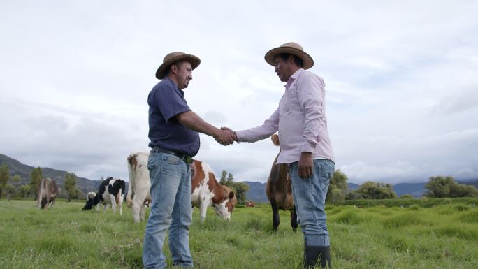 在奶牛场完成交易的男性农场主握手
