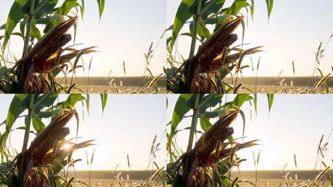 田间病态玉米芯的中型推拉镜头