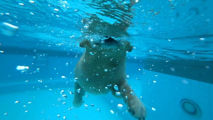 金色猎犬小狗在游泳池中练习