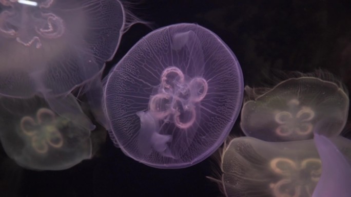 海洋生物水母海月水母水族馆