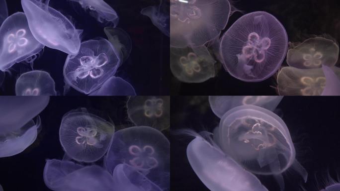 海洋生物水母海月水母水族馆