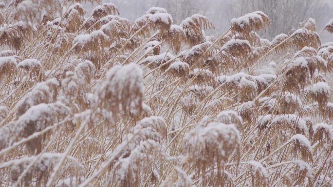 雪中芦苇