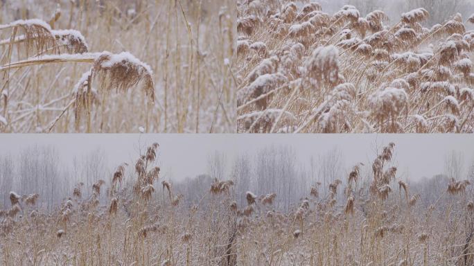 雪中芦苇