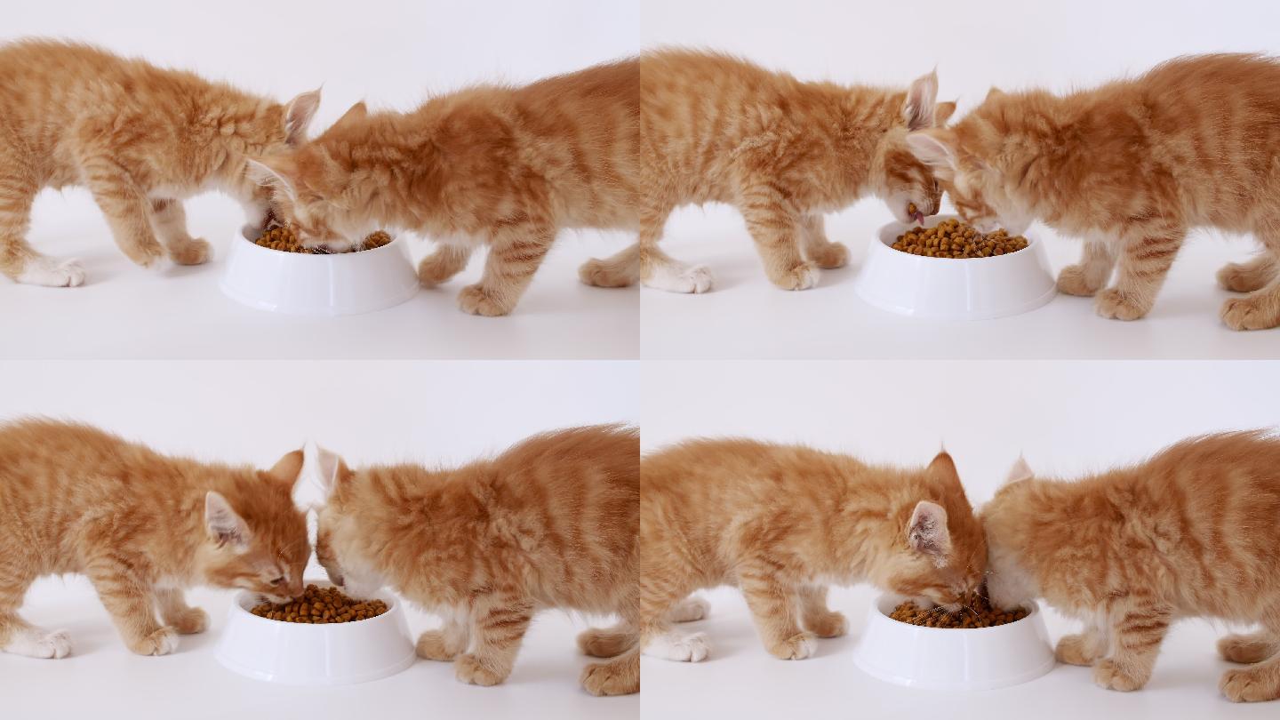 可爱的红色小猫萌宠喵喵猫粮广告家庭养猫