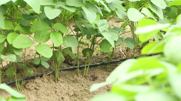 农业农作物种植大豆毛豆有机种植实拍