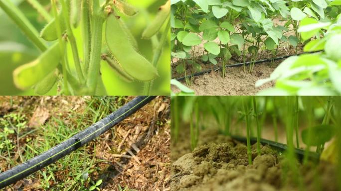 农业农作物种植大豆毛豆有机种植实拍