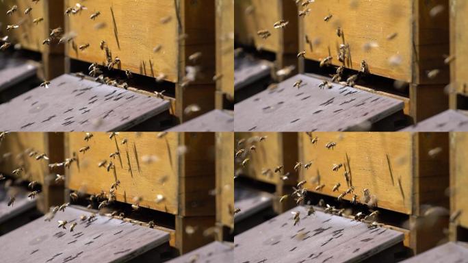 蜜蜂箱前飞行蜜蜂的特写镜头。