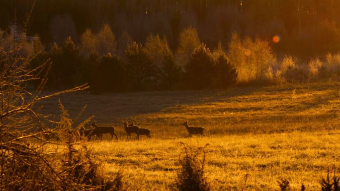 日出时草地上的狍狍子矮鹿小鹿野鹿野外鹿群