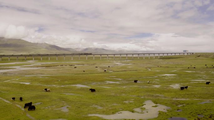 西藏绿皮火车湿地牧场牦牛