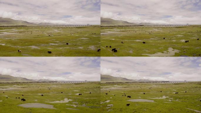 西藏绿皮火车湿地牧场牦牛