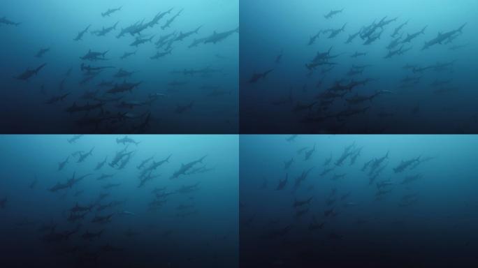 锤头鲨海底世界鱼群