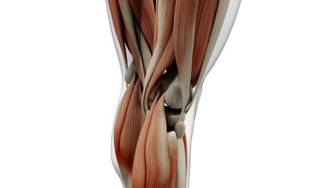 人体肌肉系统三维3d医学
