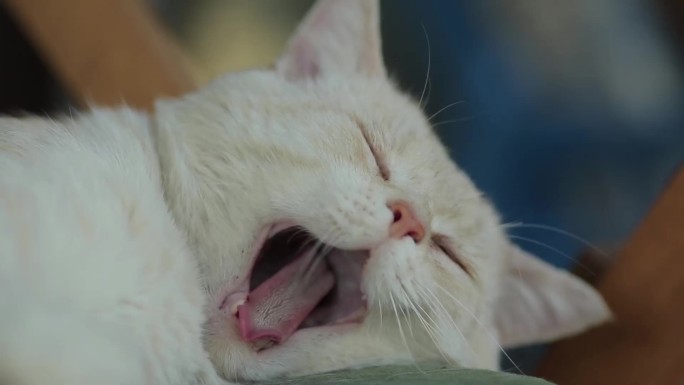 猫睡觉打哈欠实拍视频素材