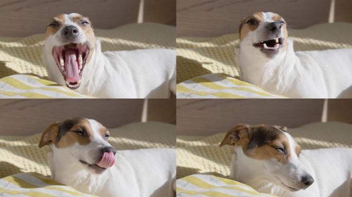 宠物狗在家里的枕头上睡觉时打哈欠
