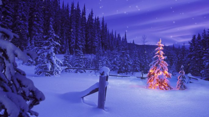 雪林中的圣诞树圣诞快乐圣诞节雪景