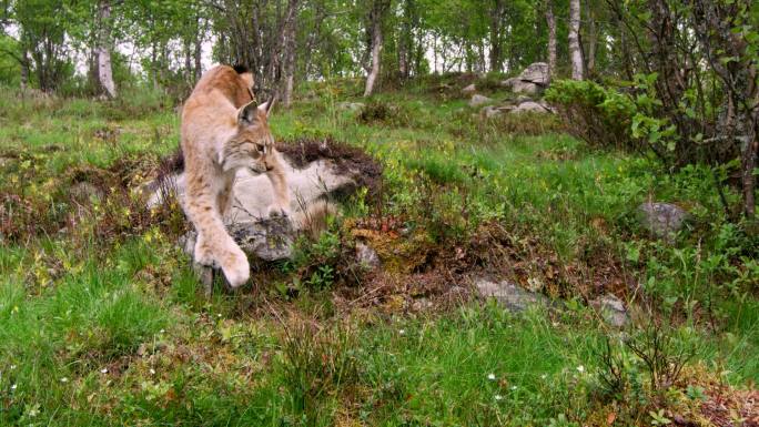 猞猁在森林里散步猫科野外树林