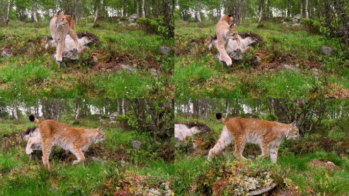 猞猁在森林里散步猫科野外树林