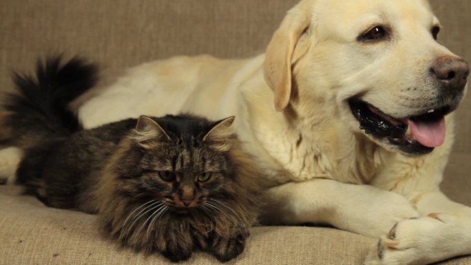 黄色拉布拉多犬和斑猫