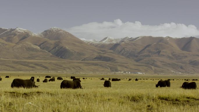 西藏牦牛吃草