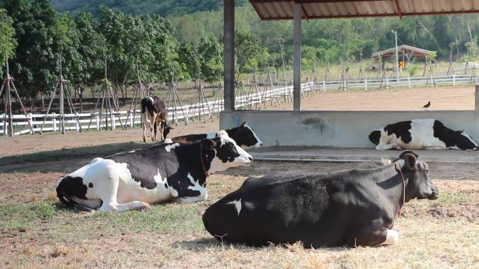 农场奶牛牛群牛吃草-近景圈养围栏