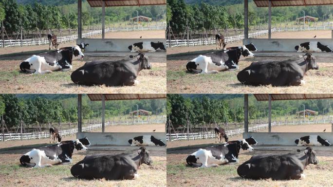 农场奶牛牛群牛吃草-近景圈养围栏