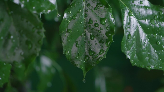 空镜头-水滴落 -树叶上的水珠4k