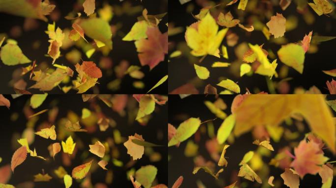 秋叶飘落
