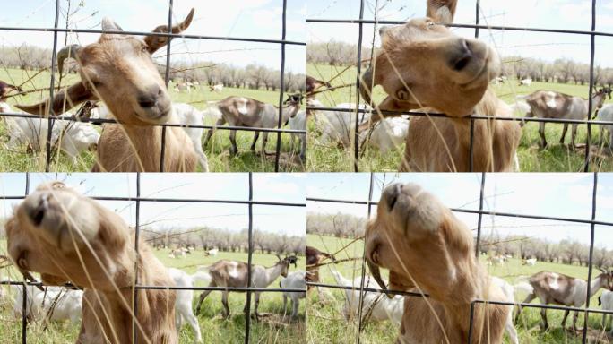 可爱的家畜山羊在嚼食杂草的慢镜头特写镜头