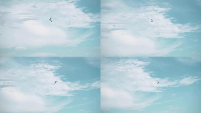 海鸥以慢动作在天空中飞翔