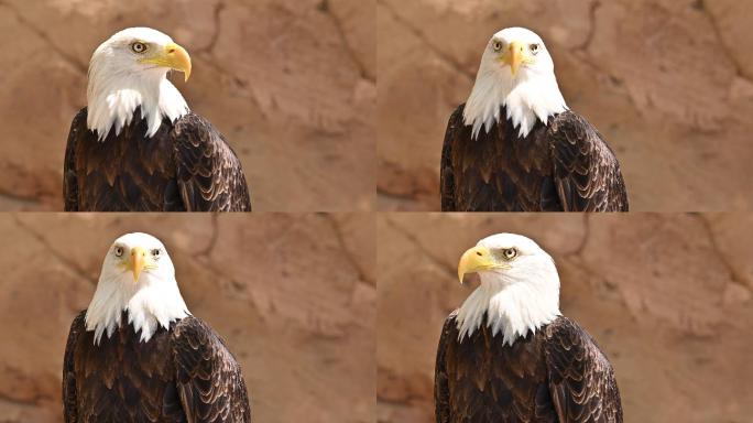 自然环境中的秃鹰脸部特写。高质量4k镜头