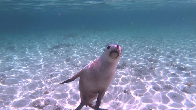 澳大利亚海狮海底世界海洋生物三亚潜水深海