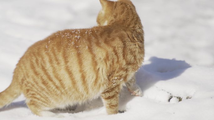雪地里的橘猫
