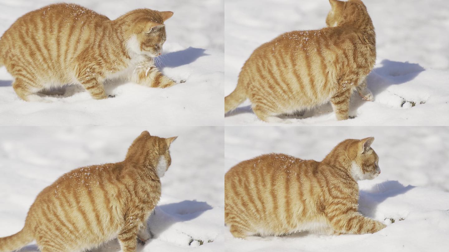 雪地里的橘猫