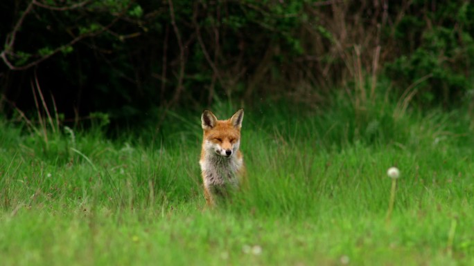 草地上的红狐野外fox警惕