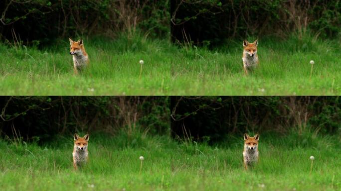 草地上的红狐野外fox警惕