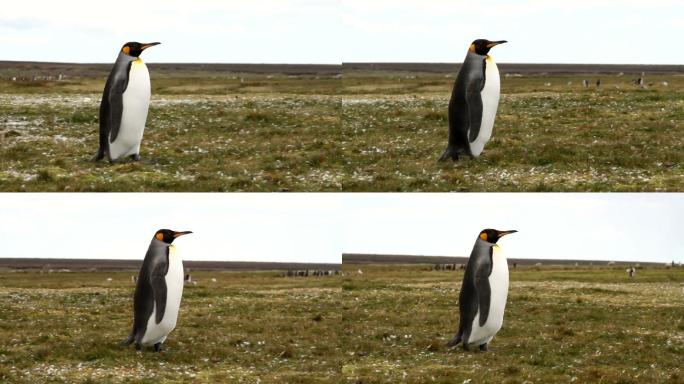 企鹅王栖息地生态环境生存繁殖
