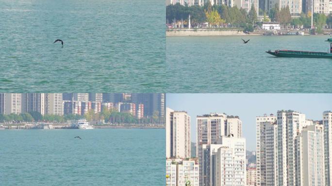 长江江上野鸭，河鸥，江上飞鸟