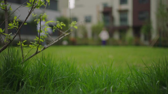 大自然山楂树恬静风踢球安静生活