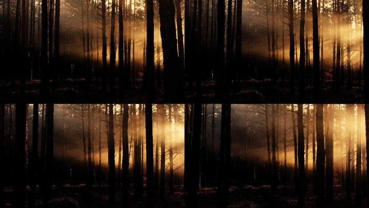 清晨下的森林幽暗树林傍晚丛林夜晚天黑