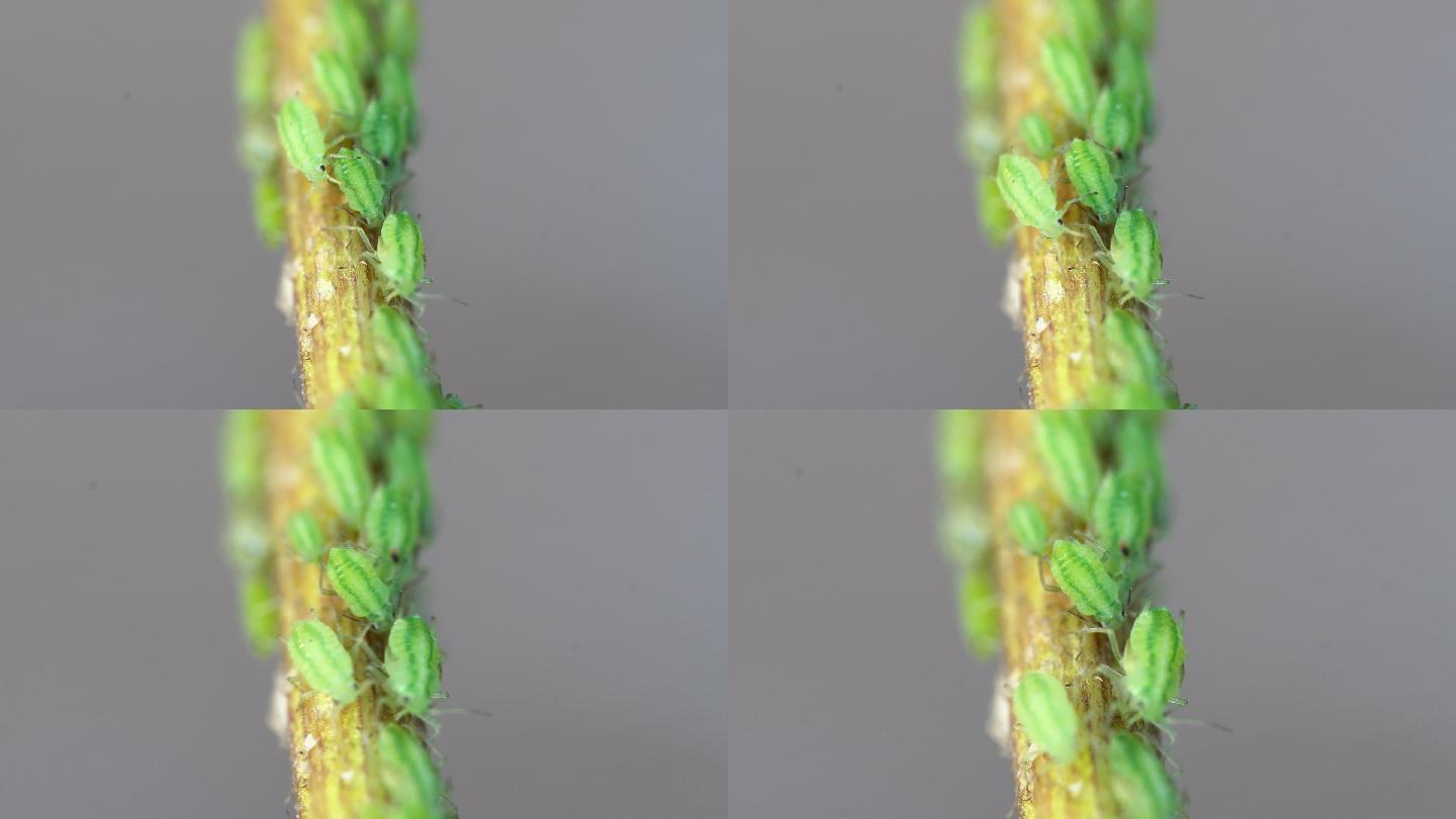 茎上的绿色蚜虫素材视频元素