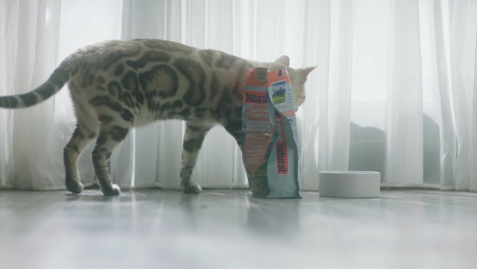 猫咪在猫粮旁边