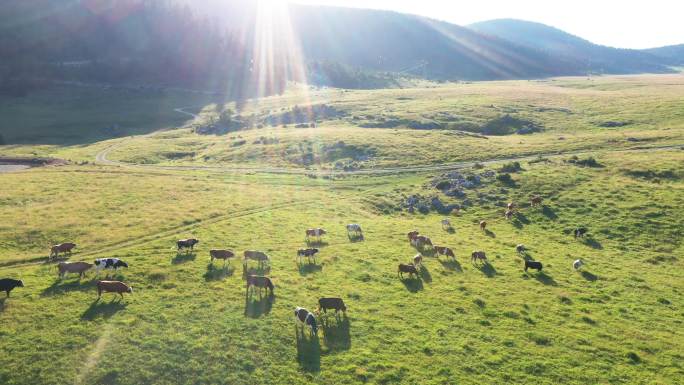 奶牛在草地上吃草有机绿色基地产业饲养养殖