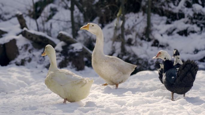 雪地里的鸭和鹅