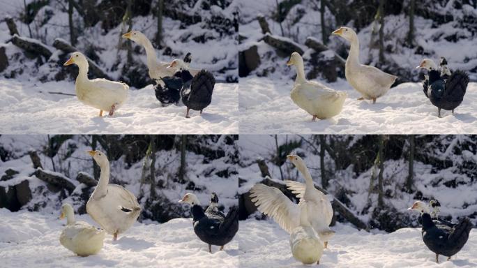 雪地里的鸭和鹅