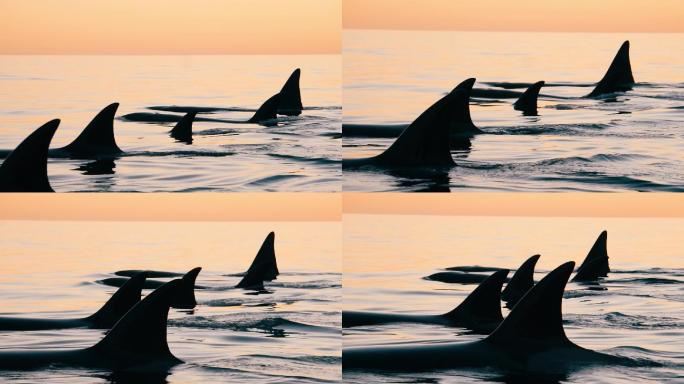 一群虎鲸一起游泳，露出背鳍